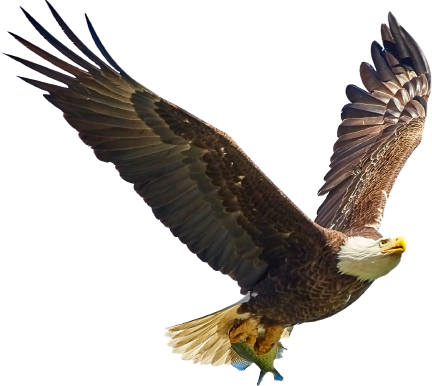 Image of Flying Eagle