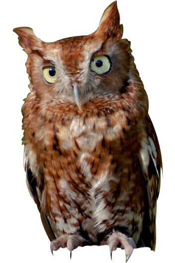 Image of Perched Owl