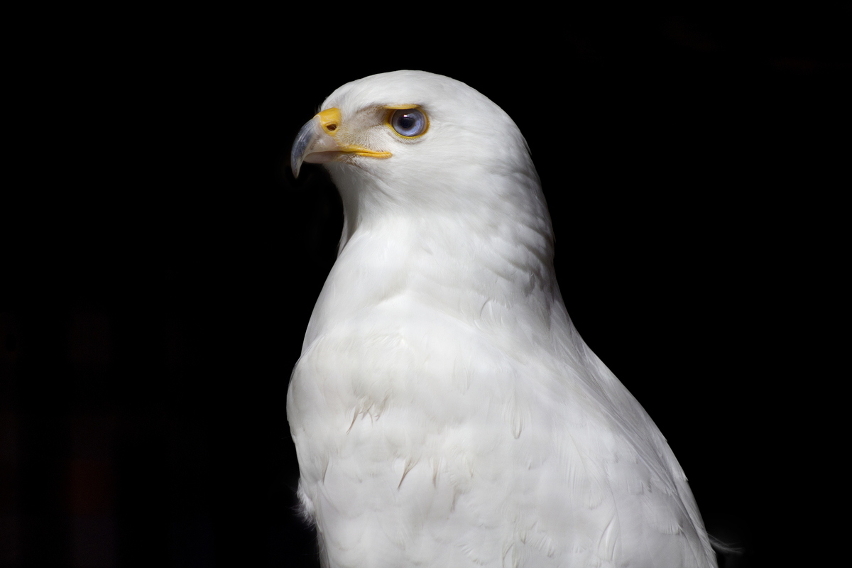 Isis the leucistic red-tailed hawk