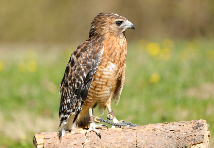 Ruby the hawk