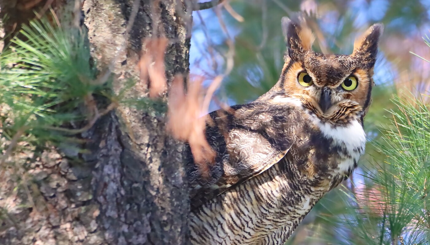 Owl Open House