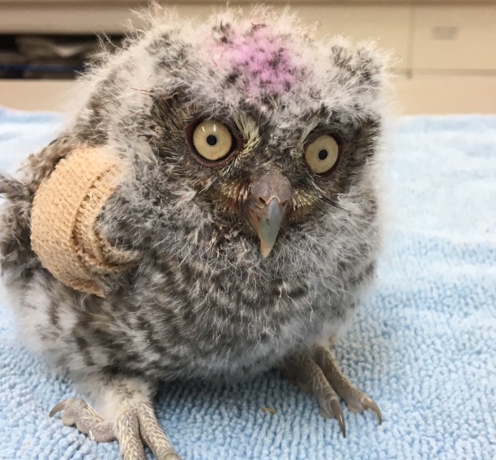 baby bird receiving medical treatment