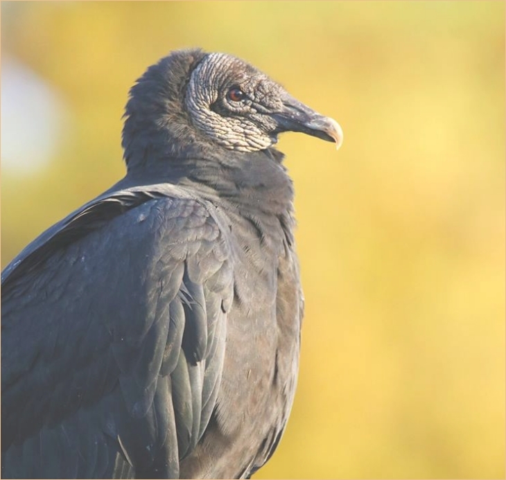 up close of a bird