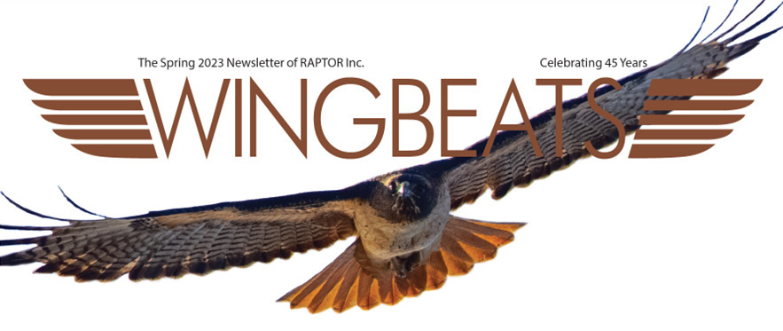 Wingbeats cover, hawk in flight