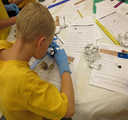 student dissecting owl pellets