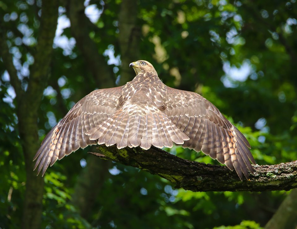 bird with wings out