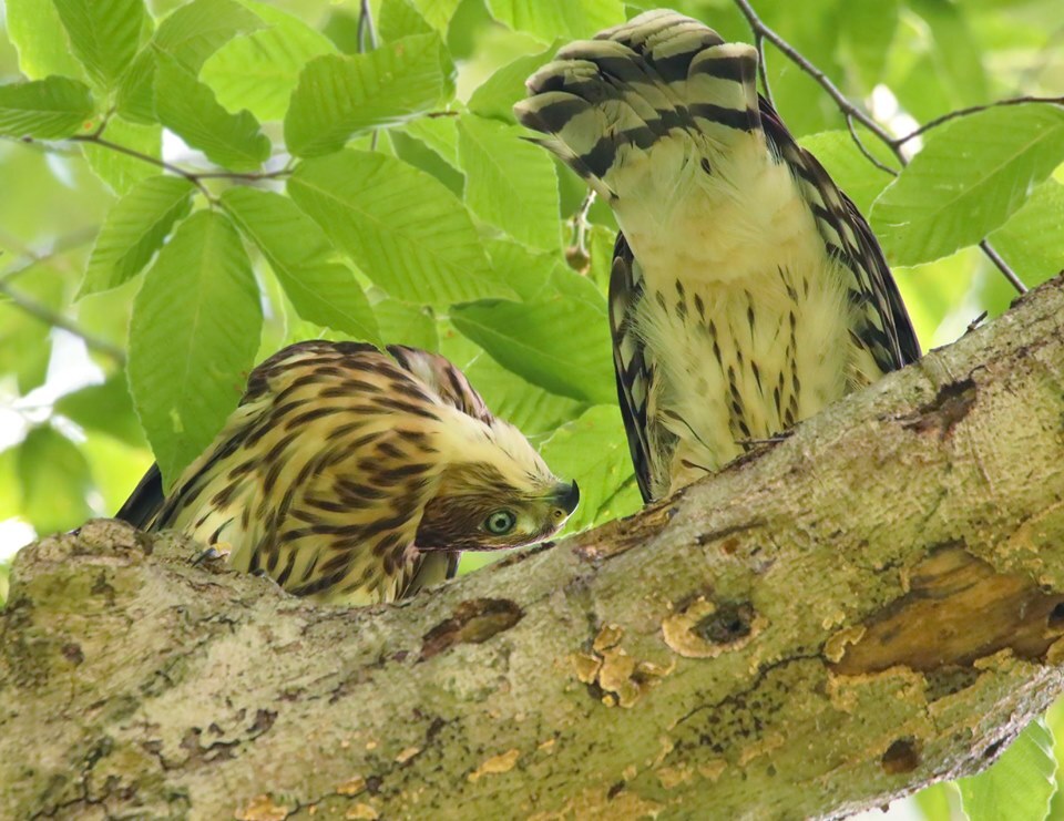 two birds in tree