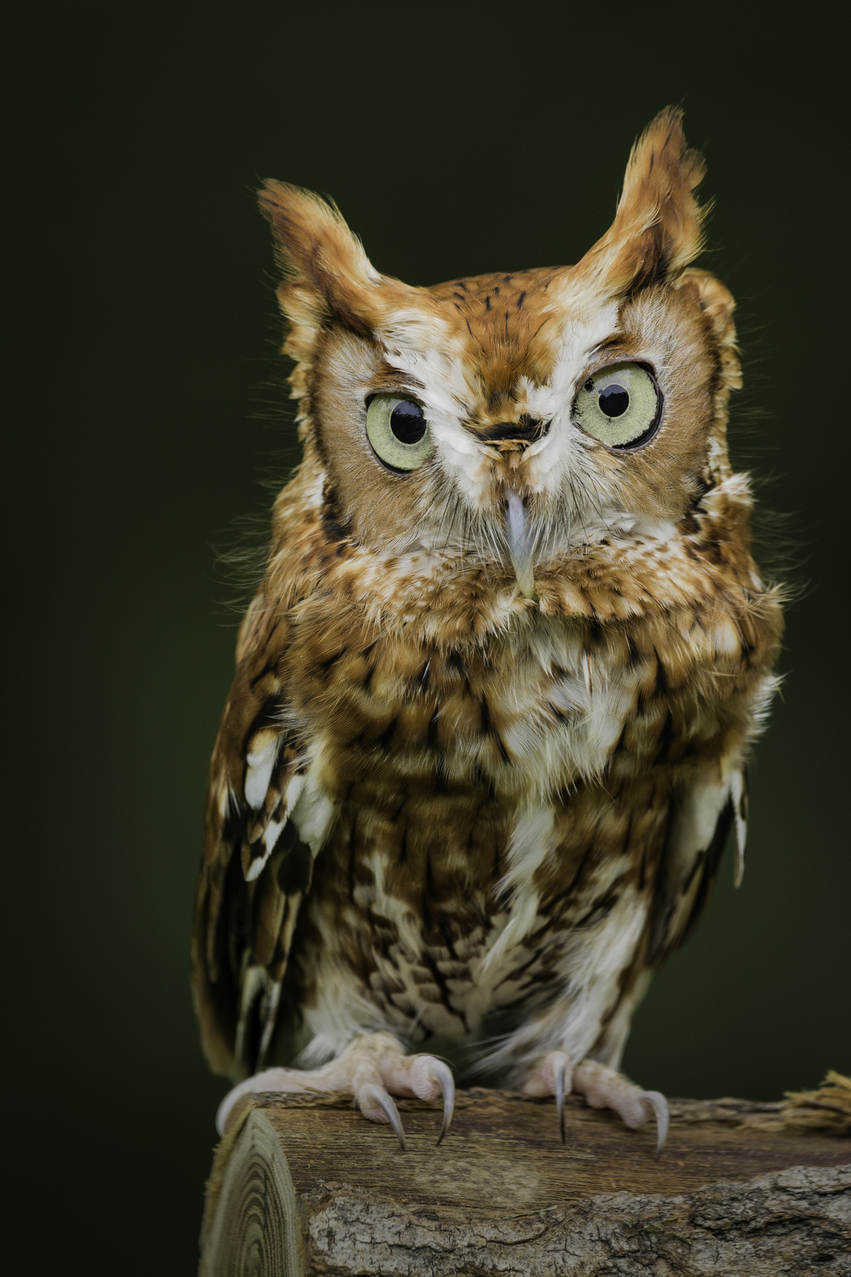 Rehabilitation & Rescue - Rescue - You Found an Injured Raptor | RAPTOR ...