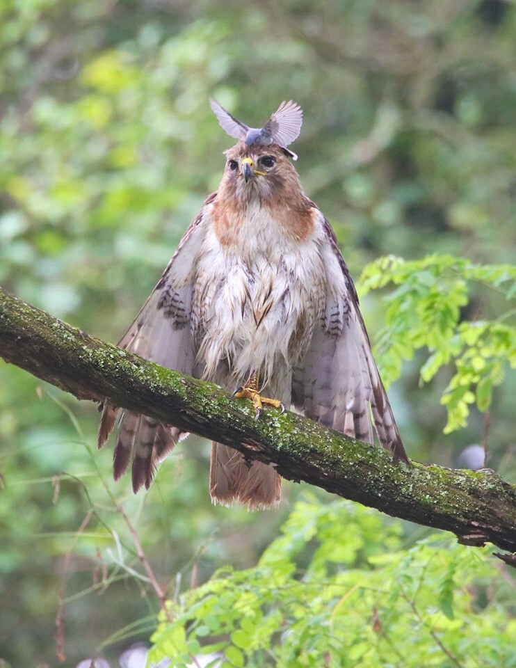 bird on branch