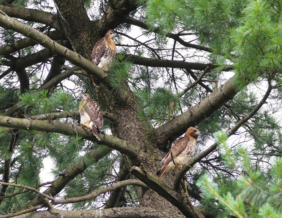 birds in tree