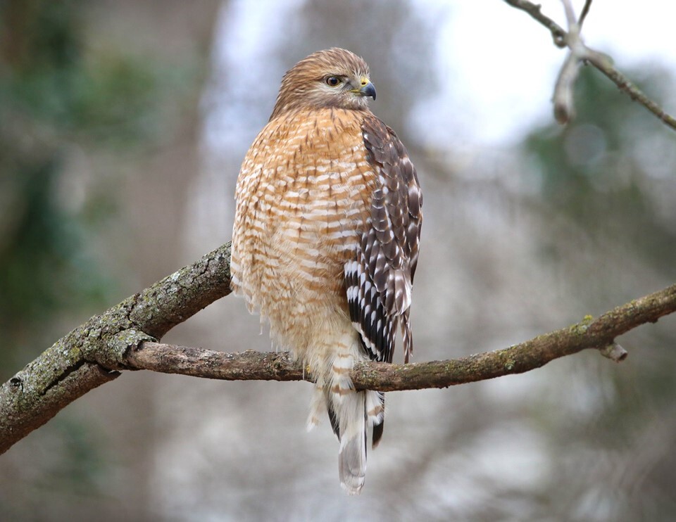 Red-shouldered Hawk Perching
