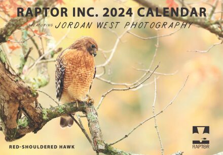 2024 Calendar Cover of Red-shouldered Hawk