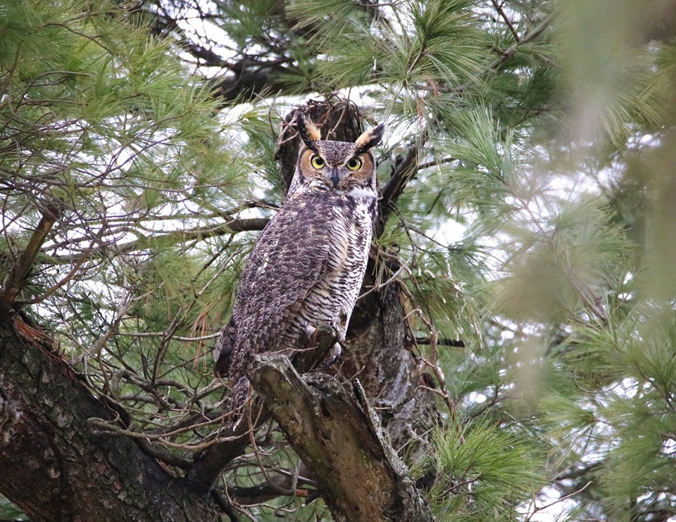 owl on branch